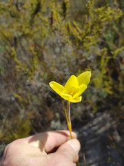 Bobartia filiformis