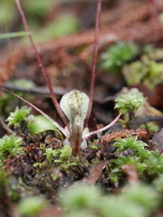 Corybas sanctigeorgianus