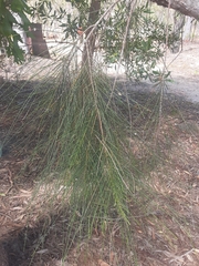 Casuarina cunninghamiana