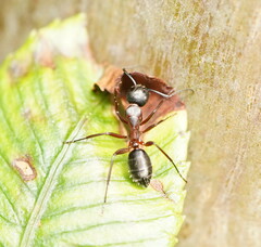 Camponotus innexus