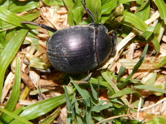 Chalconotus convexus
