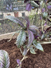 Strobilanthes auriculata dyeriana