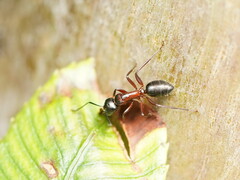 Camponotus innexus