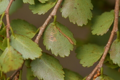 Caloptilia selenitis