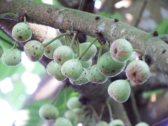 Ficus variegata garciae