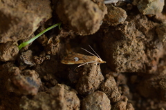 Glaucocharis leucoxantha