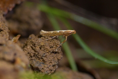 Caloptilia selenitis