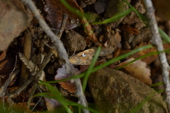 Glaucocharis leucoxantha