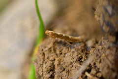 Caloptilia selenitis