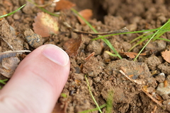 Caloptilia selenitis