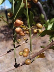 Peponidium buxifolium
