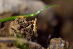 Caloptilia selenitis