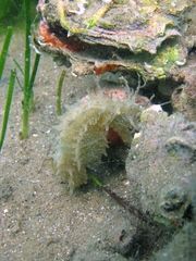 Hippocampus guttulatus