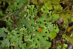 Pseudocyphellaria homoeophylla