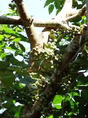 Ficus variegata garciae