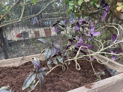 Strobilanthes auriculata dyeriana