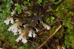 Pseudocyphellaria homoeophylla