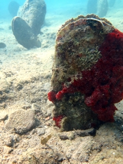 Hippocampus guttulatus