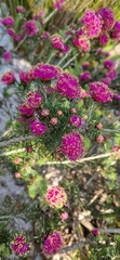 Melaleuca trichophylla