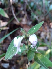 Hypoestes