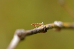 Caloptilia selenitis
