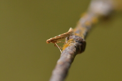 Caloptilia selenitis