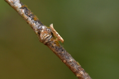 Caloptilia selenitis