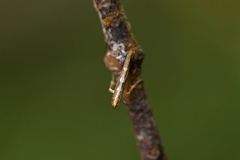 Caloptilia selenitis