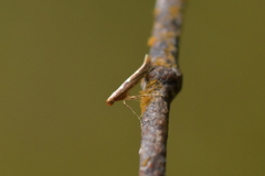 Caloptilia selenitis