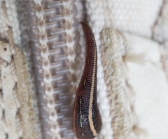 Chtonobdella limbata