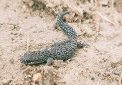 Pachydactylus geitje