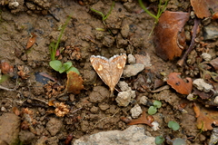 Glaucocharis leucoxantha