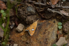 Glaucocharis leucoxantha