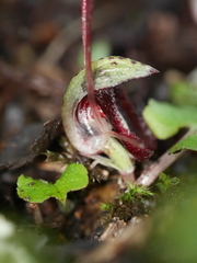 Corybas sanctigeorgianus