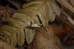 Sabatinca chalcophanes