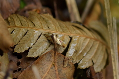Sabatinca chalcophanes