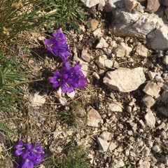 Edraianthus