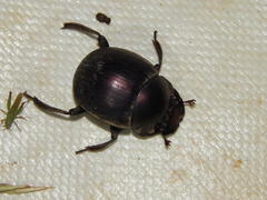 Chalconotus convexus