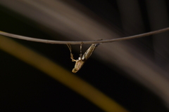 Caloptilia selenitis