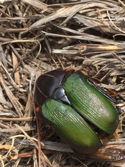 Trichostetha fascicularis