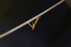 Caloptilia selenitis