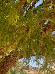 Eysenhardtia polystachya