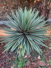 Agave angustifolia