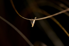 Caloptilia selenitis