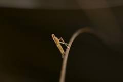 Caloptilia selenitis