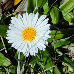 Celmisia spectabilis spectabilis