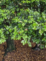 Nothofagus cliffortioides