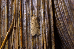 Gymnobathra levigata