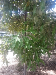 Buckinghamia celsissima