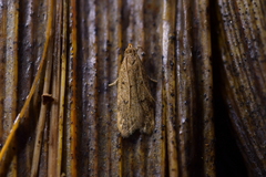 Gymnobathra levigata